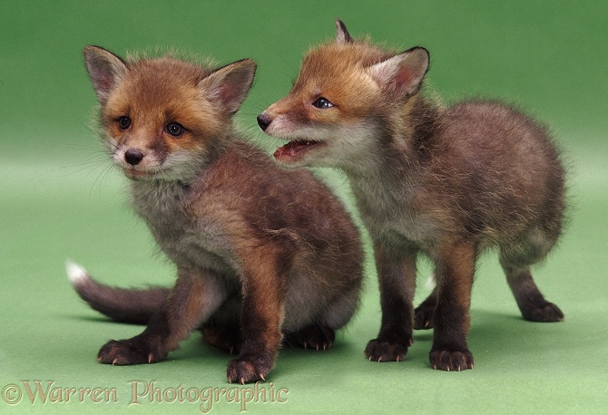 Fox (Vulpes vulpes) cubs