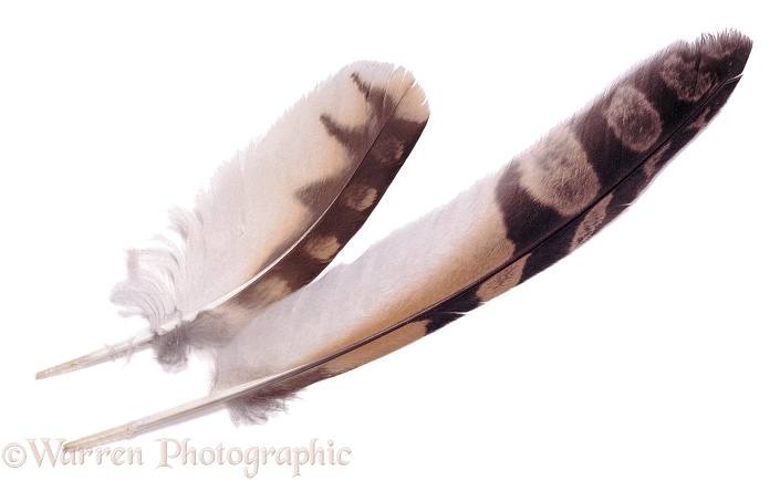 Short-eared Owl (Asio flammeus) feathers, white background