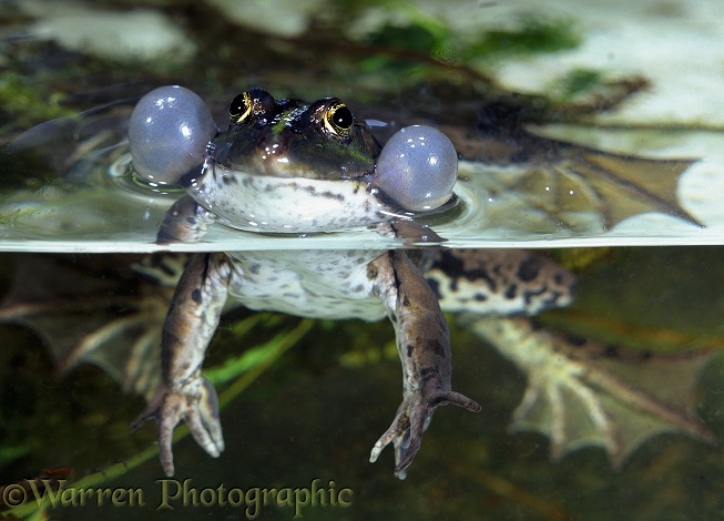 Edible Frog (Rana esculenta) male croaking.