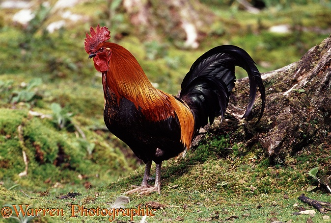 Domestic Chicken, cock