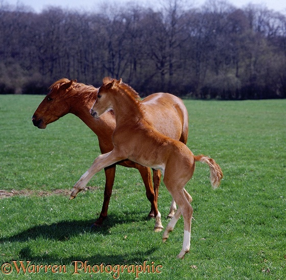 British Show Pony Dresden, 17 days old, playing round his mother Porcelain