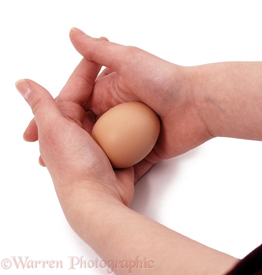 A chicken's egg can withstand extreme pressure applied to its ends, white background