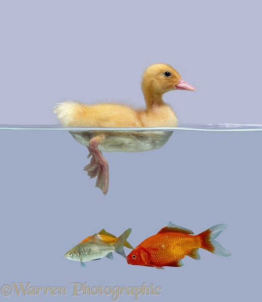 Duckling and goldfish