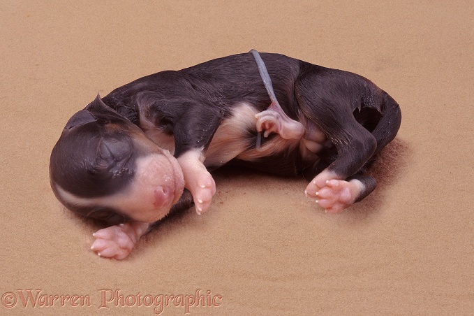 Newborn Border Collie puppy
