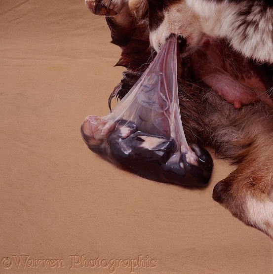 Mother Border Collie Sky biting the umbilical cord of one of her newborn pups