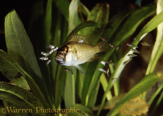 African Mouthbrooder (Haplochromis burtoni) female ignoring her young even though she has called them, and is giving aggressive display at male instead of picking the babies up