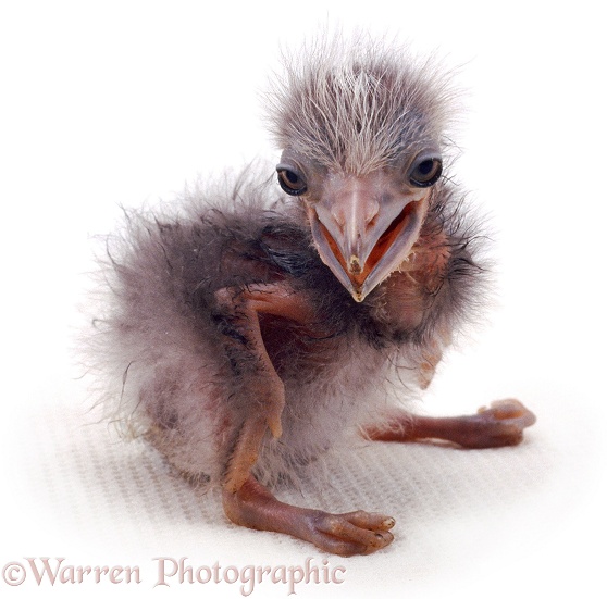 Black-crowned Night Heron (Nycticorax nycticorax) chick, 3 days old, white background