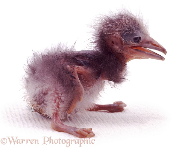 Black-crowned Night Heron (Nycticorax nycticorax) chick, 3 days old, white background