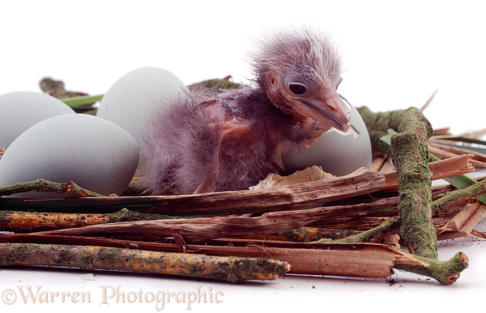 Black-crowned Night Heron (Nycticorax nycticorax) chick, in a nest, white background