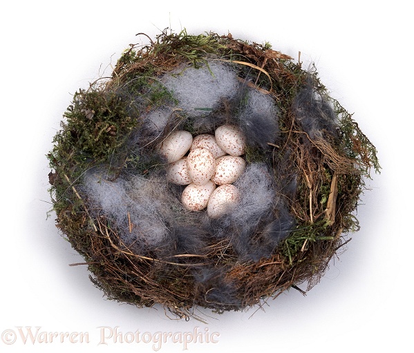 Great Tit (Parus major) nest with eggs, white background