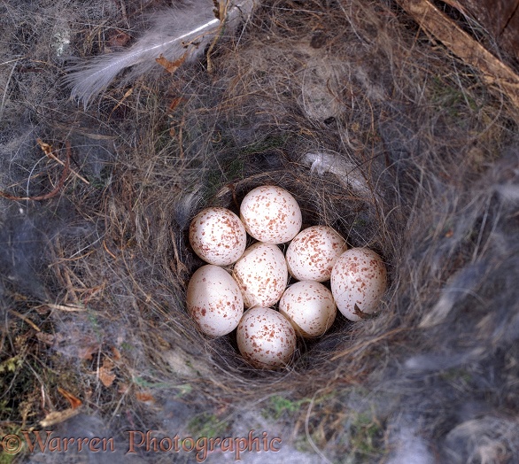 Great Tit (Parus major) nest with eggs