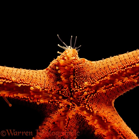 Starfish (Aolaster lincki) regenerating lost arm. (The tip with sensory tube feet has already been replaced).  Indo-Pacific