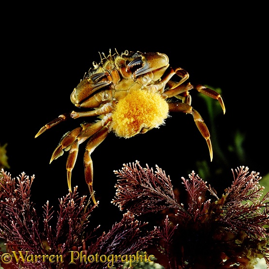 Shore Crab (Carcinus maenas) female carrying eggs