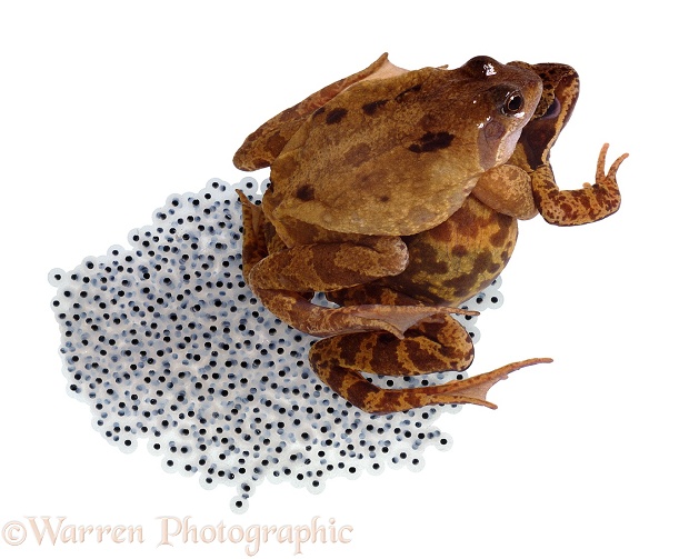 Pair of Common Frogs (Rana temporaria) in amplexus and laying spawn, white background