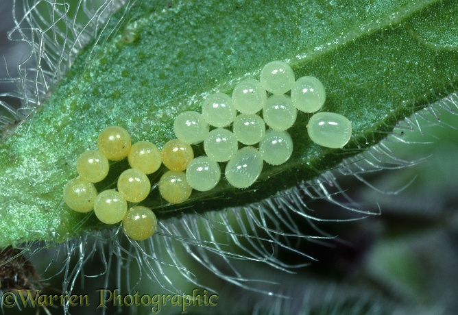 Woundwort Shield Bug (Eysarcoris fabricii) eggs
