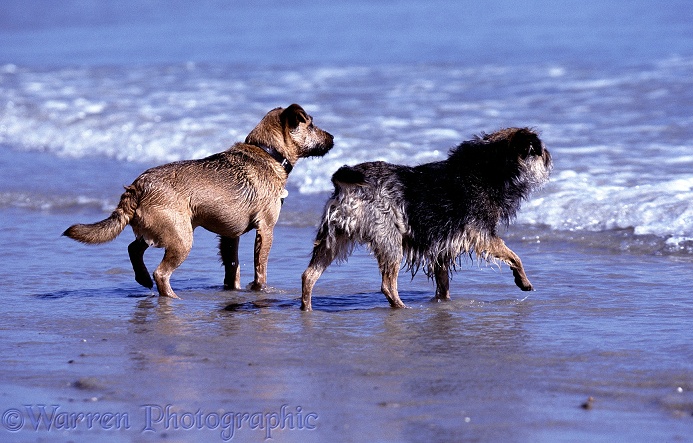 Terriers Tigger and Fidget watching the sea