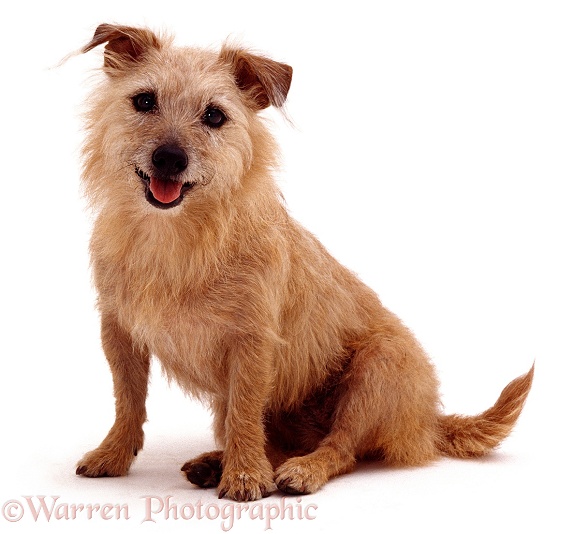 Yorkshire Terrier x Jack Russell bitch Ozzie, 8 years old, white background