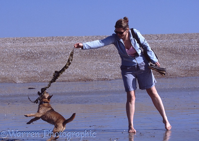 Terrier-cross Tigger leaping for seaweed