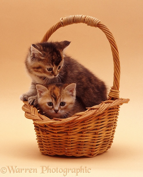 Kittens in a basket