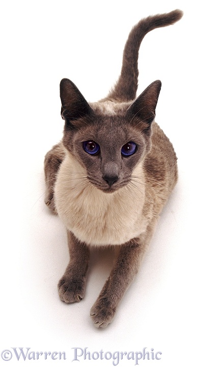 Siamese cat looking up, white background