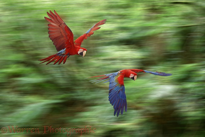 Green-winged Macaws (Ara chloroptera).  South America