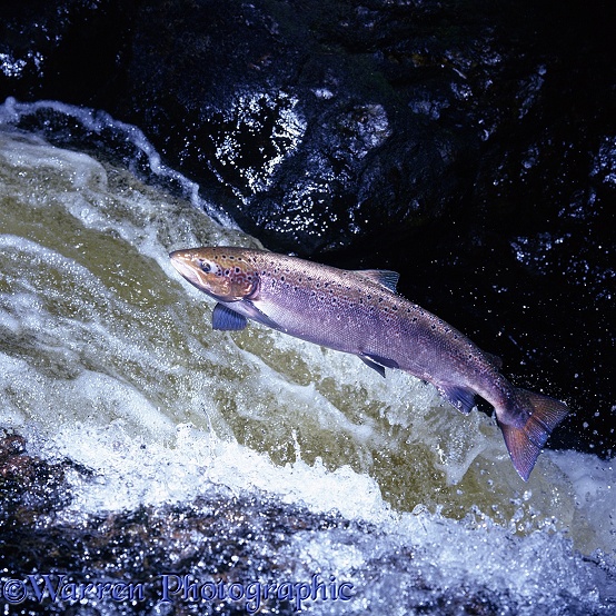 Atlantic Salmon (Salmo salar) hen leaping falls in Scotland.  Perthshire, Scotland