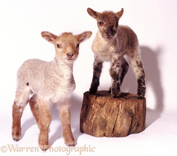 Pair of lambs, white background
