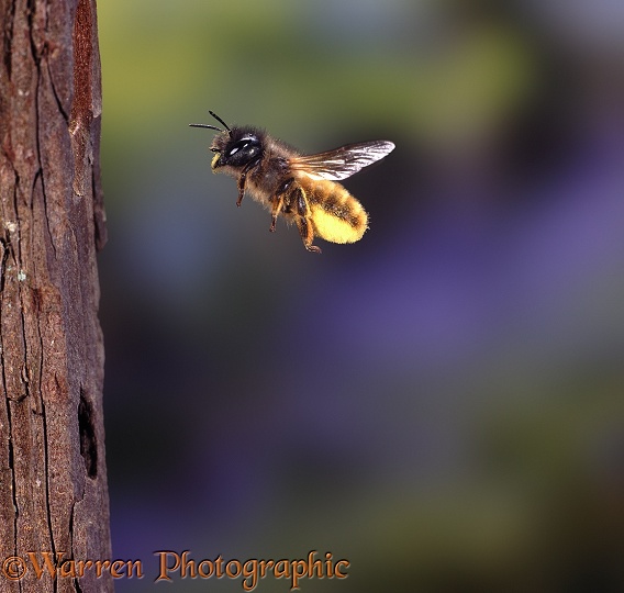 Red Mason Bee (Osmia rufa) female carrying pollen to nest