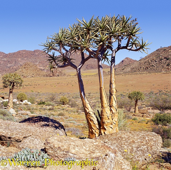 Quiver Trees (Aloe dichotoma).  Southern Africa