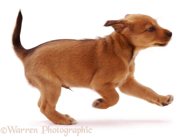 Lakeland Terrier x Border Collie pup, Joker, 6 weeks old, running, white background