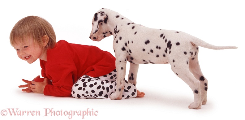 Giselle (2) with Dalmatian puppy, white background