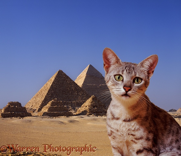 Egyptian Mau cat with pyramids