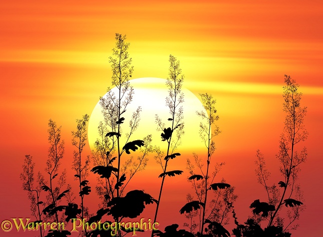Coral Plume (Macleaya microcarpa) in silhouette at sunset