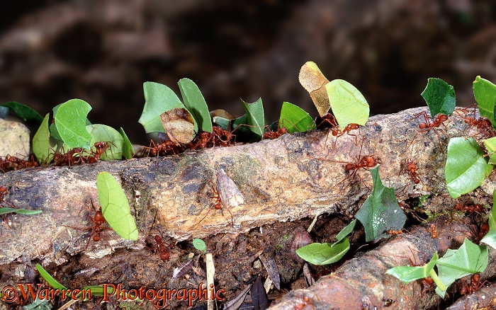Leaf-cutting ants or Bachacs (Atta cephalotes) carrying leaf sections back to the nest.  Trinidad