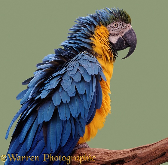 Blue and Yellow Macaw (Ara ararauna).  South America
