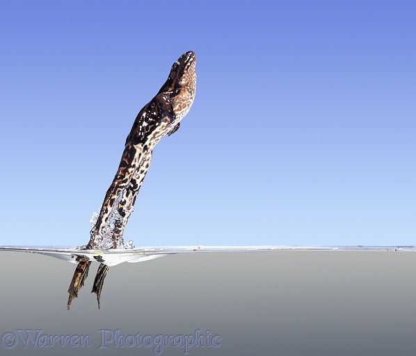 Edible Frog (Rana esculenta) leaping from water surface.  Europe