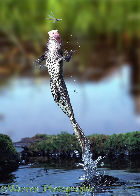 Edible Frog (Rana esculenta) leaping to catch a passing damselfly