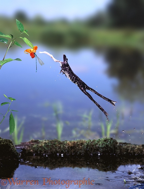 Edible Frog (Rana esculenta) taking a damselfly from Touch-me-not flower.  Europe