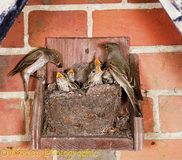 Spotted Flycatcher (Muscicapa striata) pair feeding young at nest built in old Blackbird's nest