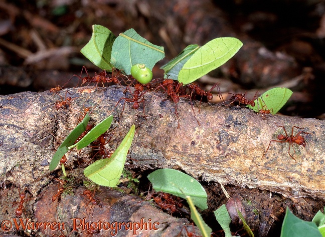Leaf-cutting ants or Bachacs (Atta cephalotes) carrying leaf sections back to the nest.  Trinidad