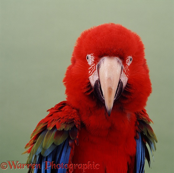 Green-winged Macaw (Ara chloroptera).  South America