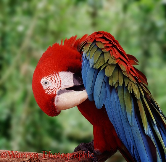 Green-winged Macaw (Ara chloroptera).  South America