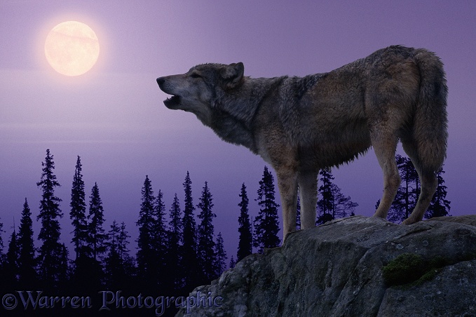 Wolf (Canis lupus) howling at the moon