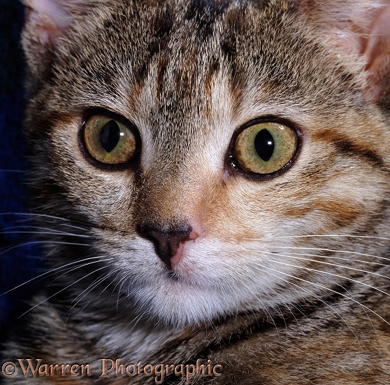 Tabby cat's face with pupils open in dim light