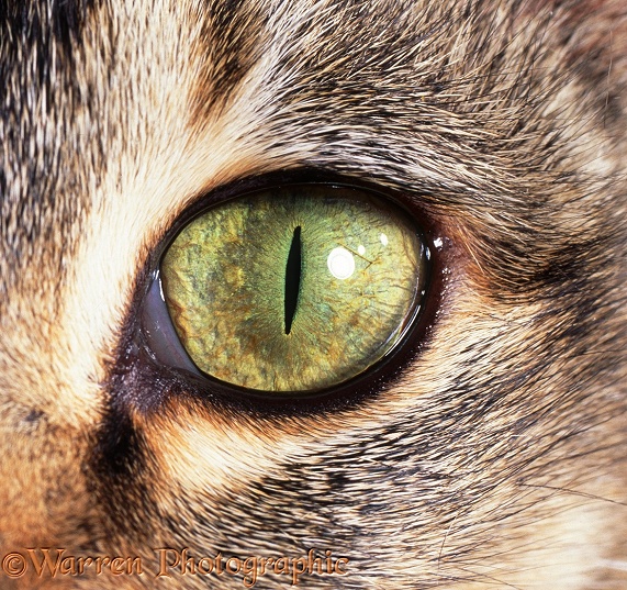 Eye of a tabby cat with pupil closed in bright light