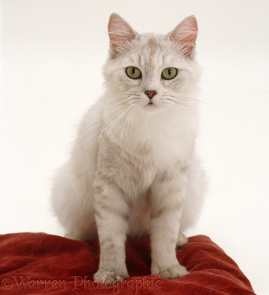 Cat on a red cushion, white background