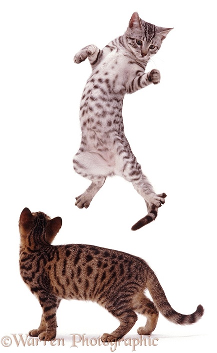 Egyptian Mau kittens, one playfully leaping, white background