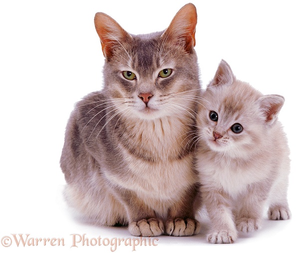 Burmese mother cat with one of her kittens, white background