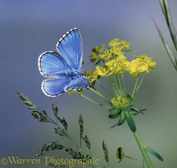 Adonis Blue Butterfly (Lysandra bellargus) male