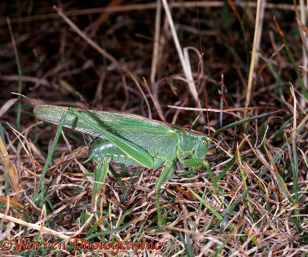 Great Green Bush Cricket (Tettigonia viridissima) female penetrating ground with ovipositor to lay eggs